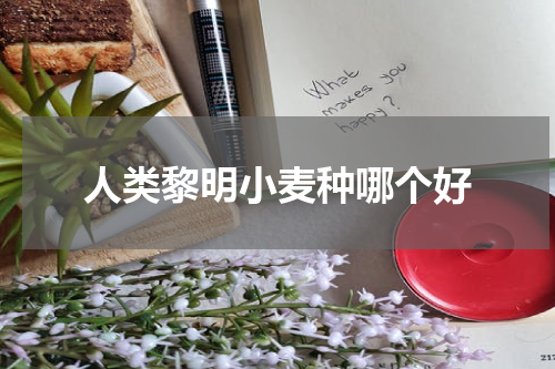 人类黎明小麦种哪个好