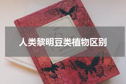 人类黎明豆类植物区别